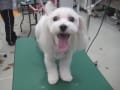 小型犬 1/2