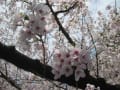 上野公園の桜2011