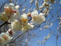 金砂郷の梅と菜の花。