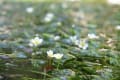 植物園　春の花　その１