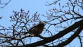 京の野鳥