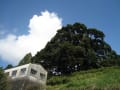 天然記念物を訪ねて