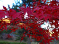 大野ダム（虹の湖）の紅葉