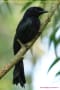 [27]Greater racket-tailed Drongo18Jul10-01a-s.jpg