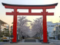 2025桜　鎌倉　鶴岡八幡宮 