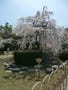 栗林公園の桜