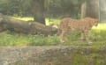 秋の多摩動物公園　