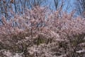 河内長野の中片添第三公園から桜便りです