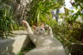 Okinawan Cats ～2011年3月～