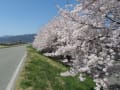 犀川堤防の桜
