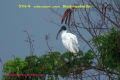 [7]Black-headed Ibis18Jun2011-04p-s.jpg