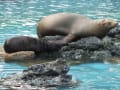 天王寺動物園でキリンが見られるようになっていました