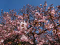 河津桜・・・市ノ坪公園、前橋