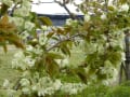 京都　桜だより　梅小路公園⑨