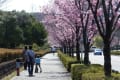 多摩の桜２０１８　～陽光桜の並木道～