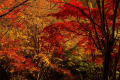 京都　笠置寺　笠置山　紅葉　