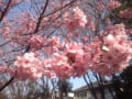 2013　桜　【横浜】