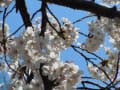 [36]20120409国立の桜 145.jpg