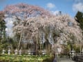 富岡町の桜「宝泉寺の枝垂れ紅桜」２０１０フォトブック
