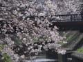 善福寺川桜（2020）
