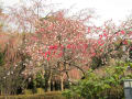 2013年お花見（小石川植物園）