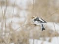 ユキホオジロ・ナキイスカなど～北海道の野鳥