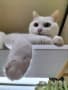 白猫のんちゃん　面白顔ですね