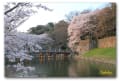 彦根城　夜の桜