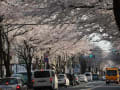 2012年の桜　三鷹通りと井の頭公園