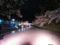 [6]夜桜2023_04.jpg