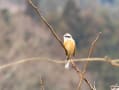 滝の河原で野鳥見かけた