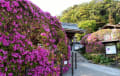 鎌倉・妙法寺（苔寺）＆安養院のツツジ