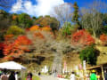 小原地区の四季桜