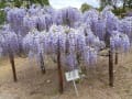 平成２９年４月藤枝蓮華寺池公園の藤の花