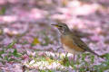 桜と野鳥