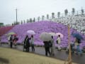 みさと芝桜公園