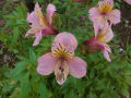 [28]alstroemeria07102.jpg