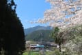 桜2024（1）町内編