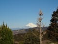 冠雪の富士山は最高でした（大熱海国際GC大仁コースにて）