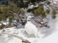 [99]ロッジ立山連峰のライちゃん３.JPG