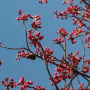 桜とメジロと青空