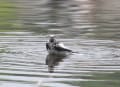 ハクセキレイの水浴び