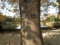 立川昭和記念公園のアメリカモミジバスズカケの巨木です。何本かありました。