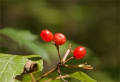 上高地　２０１０年１０月７日