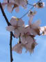 優駿の里の桜　浦河町西舎