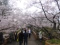 高遠城址公園の桜