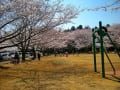 牛久市桜物語２０１２年度；牛久市周辺の桜の見所・竜ヶ崎森林公園の桜