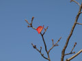 [6]桜紅葉　もう冬芽が育っている