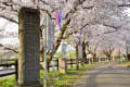 福岡堰の桜2016年