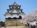 彦根城　桜まつり
